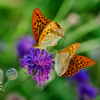 mariposas