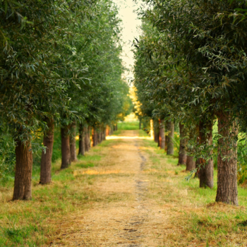arboles