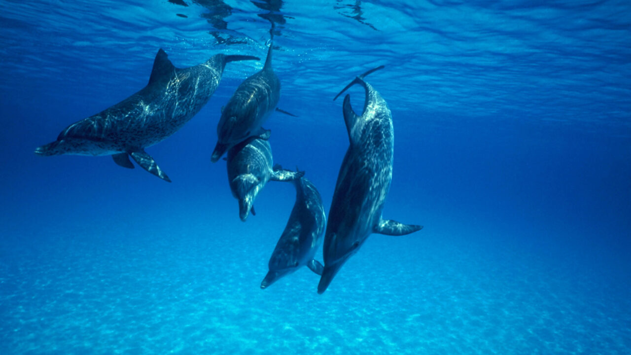 oceanos