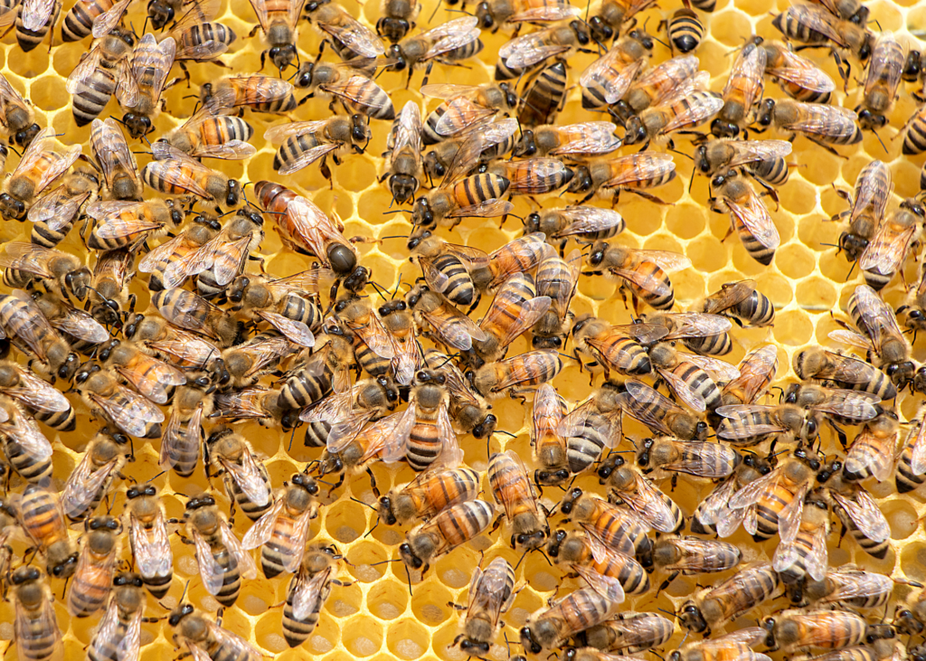 repoblar abejas