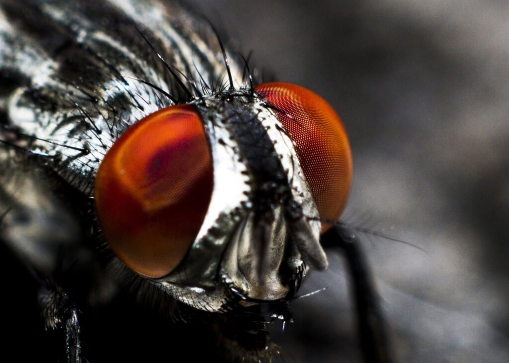 ojos-de-insecto