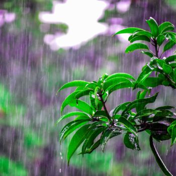 lluvia