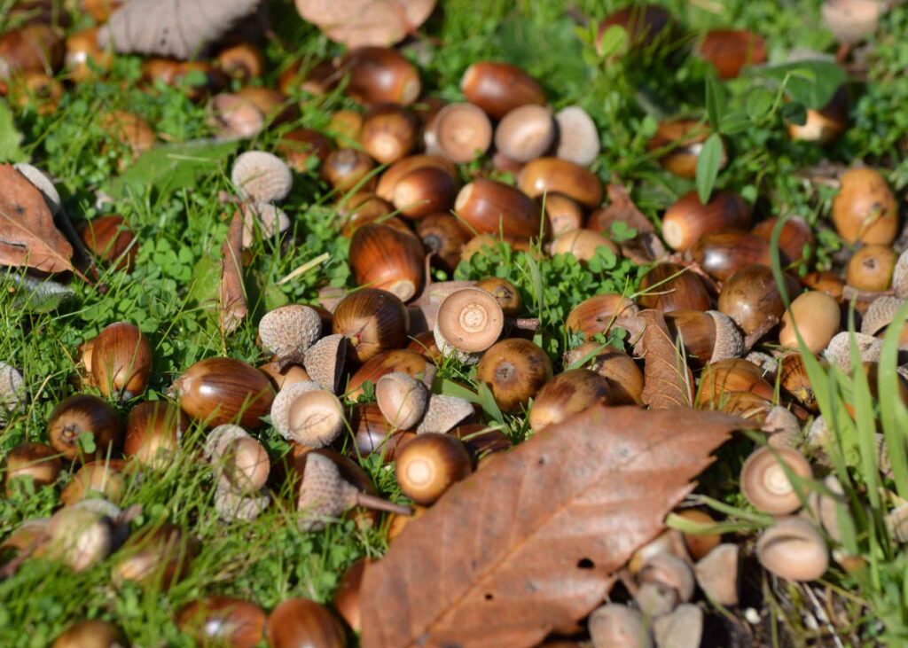 bellotas