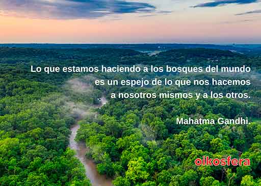 gandhi-bosques