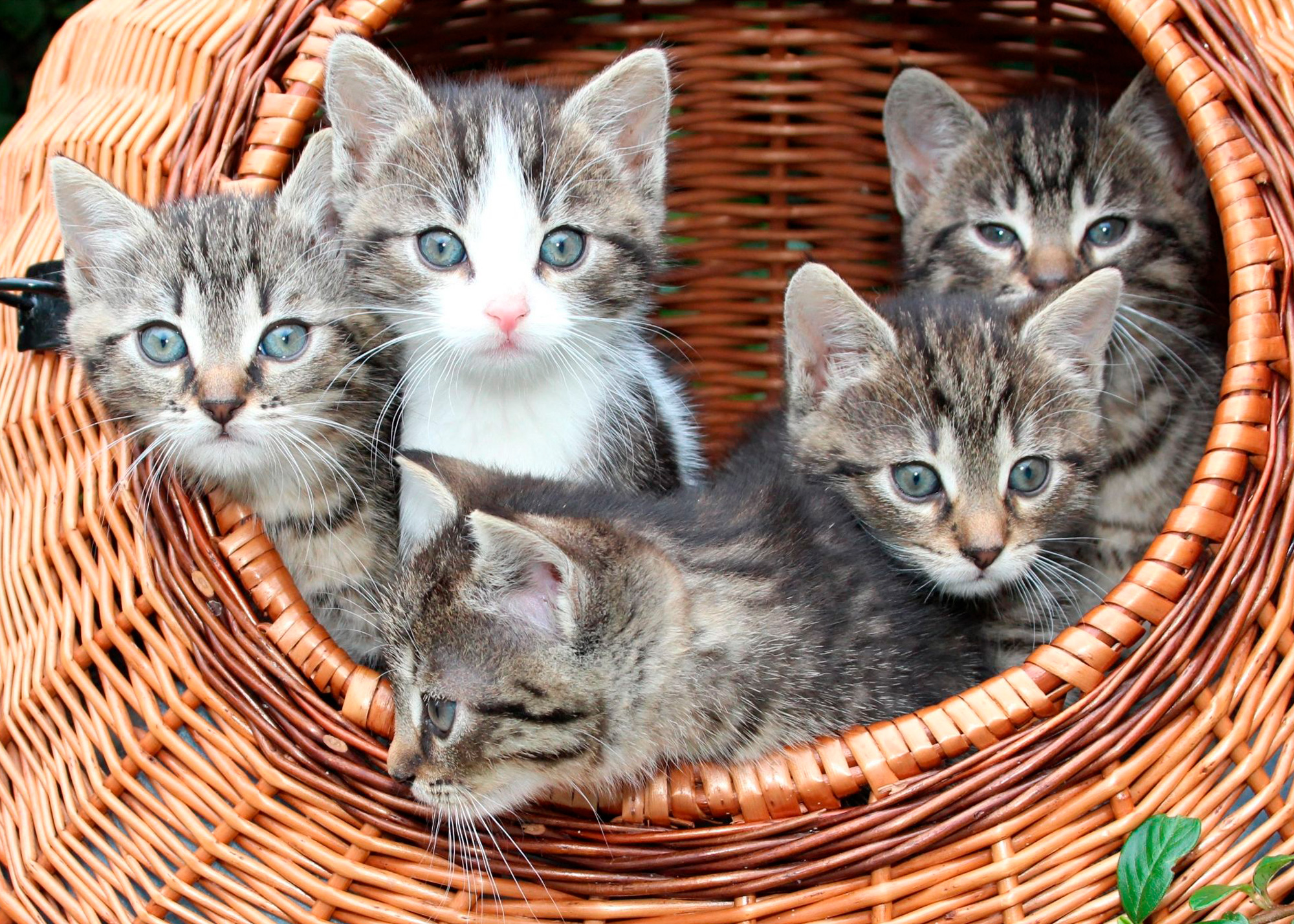 Gatos
