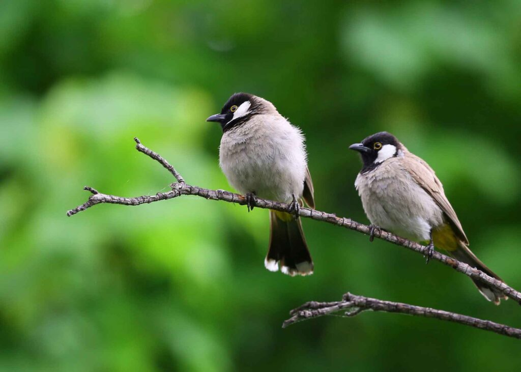 aves