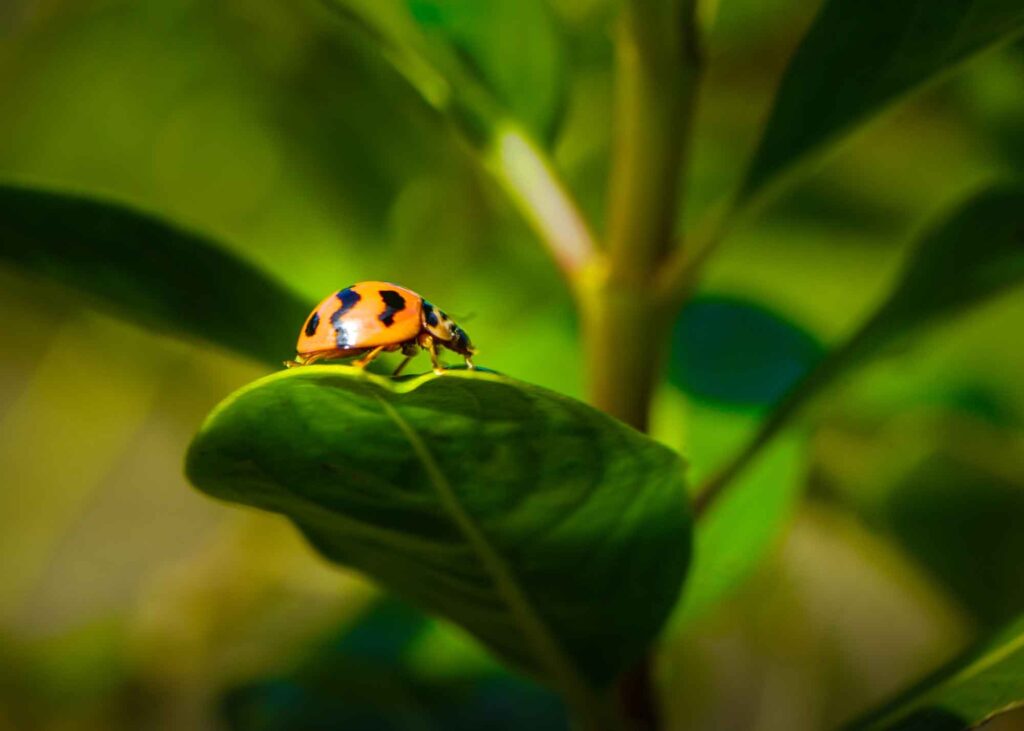 flora-y-fauna
