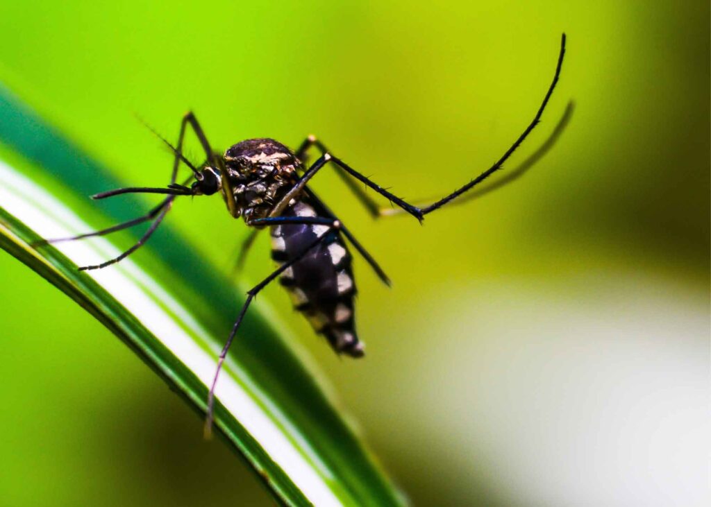 mosquitos