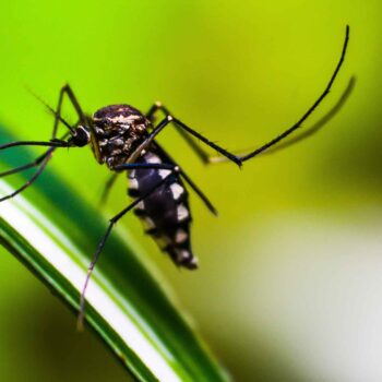 mosquitos